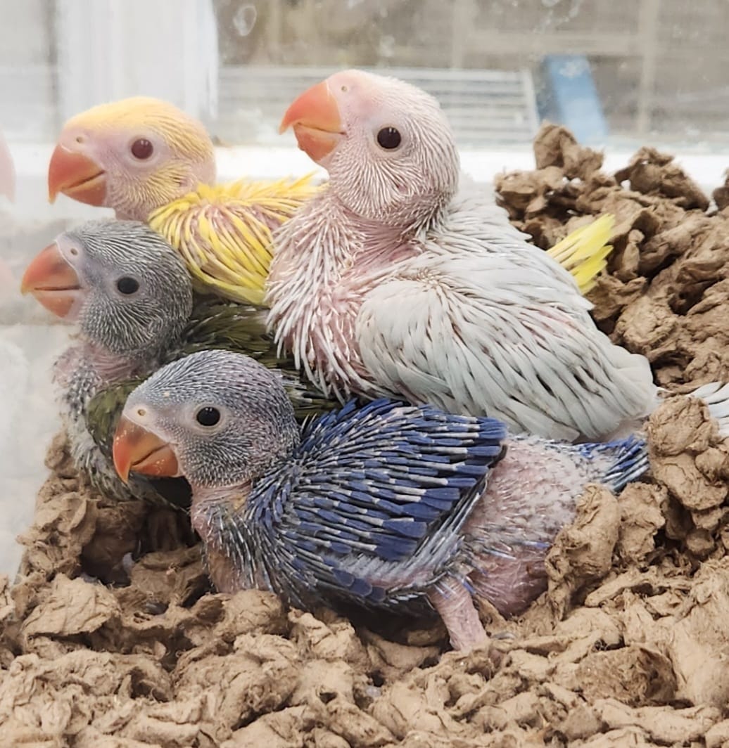 Indian ringnecks parrotco.com 25 0