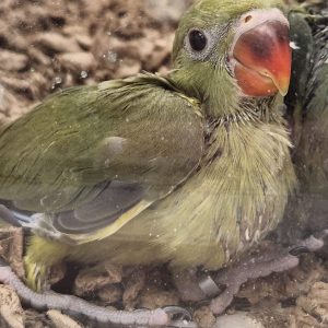 Indian ringnecks parrotco.com 25 2