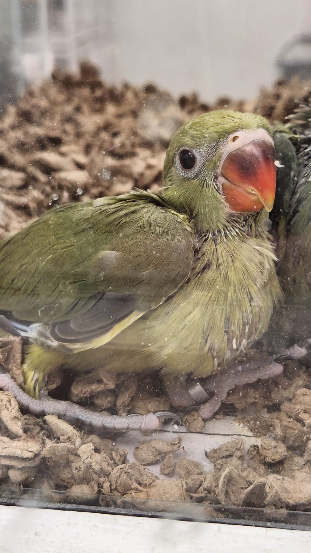 Indian ringnecks parrotco.com 25 2