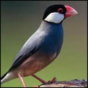 Java Finch