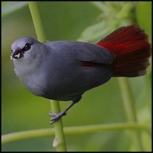 Lavender Waxbill Finch