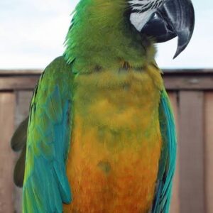Miligold Macaw