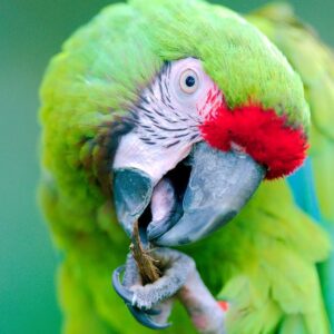 Miltary Macaw