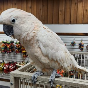 Moluccan Cockatoo