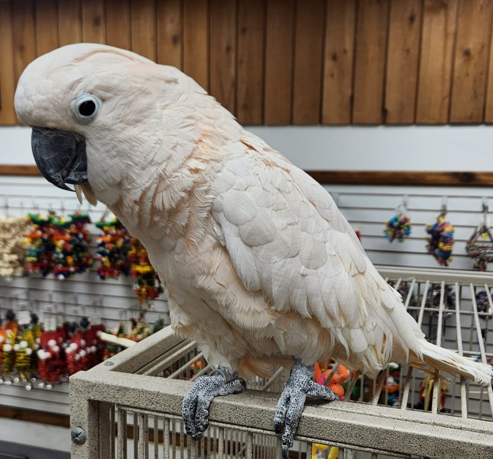 Moluccan Cockatoo