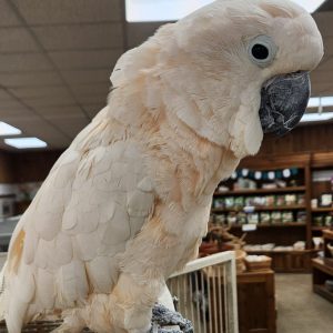 Moluccan Cockatoo