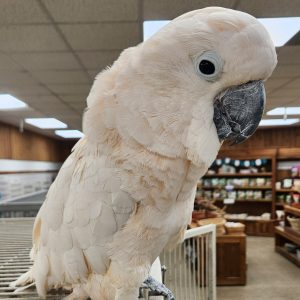 Moluccan Cockatoo