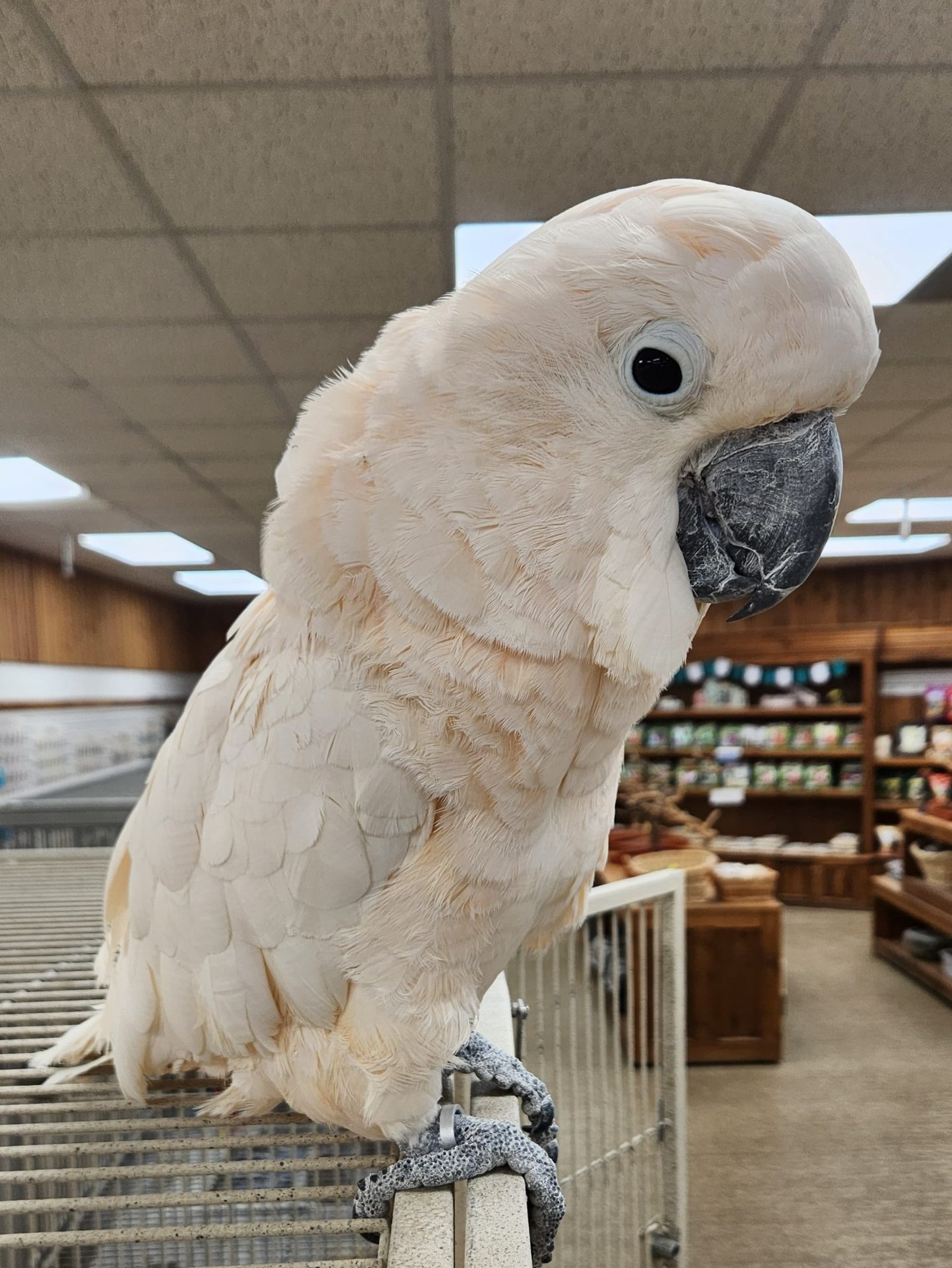 Moluccan Cockatoo
