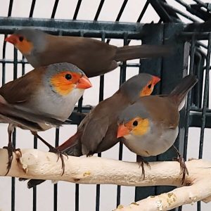 Orange Cheek Waxbill