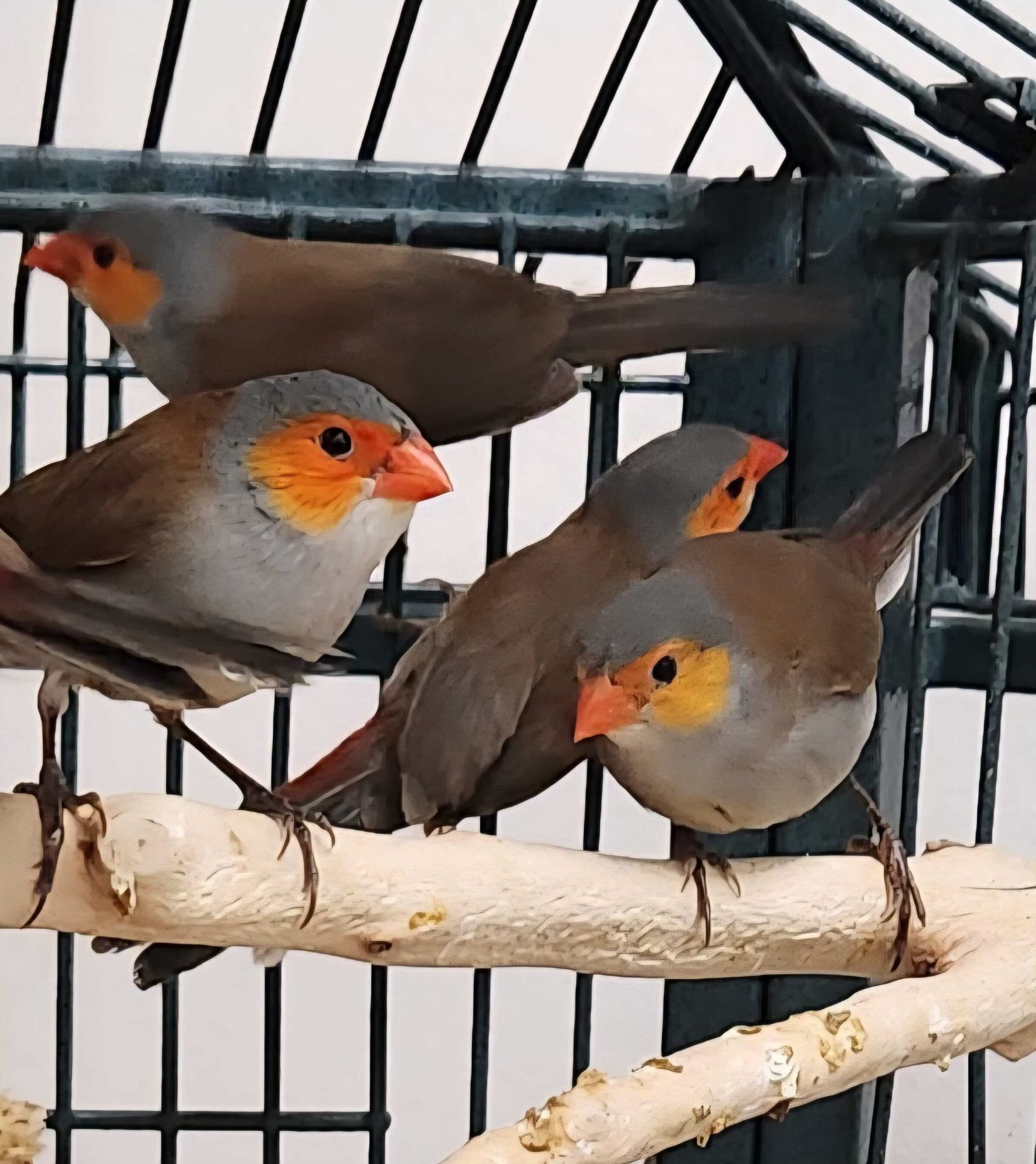 Orange Cheek Waxbill