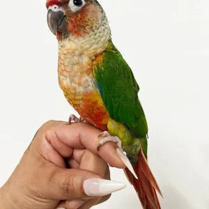 Pineapple Green Cheek Conure