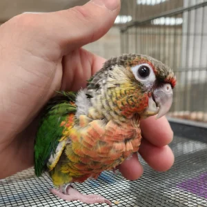 Pineapple Green Cheek Conure