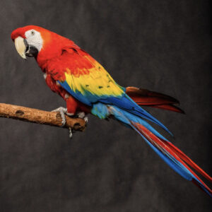 Scarlet Macaw