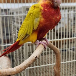 Sun cheek green cheek conure.parrotco.com (0)
