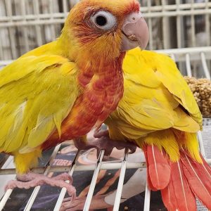 Sun cheek green cheek conure.parrotco.com (1)
