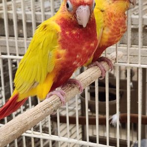 Sun cheek green cheek conure.parrotco.com (2)