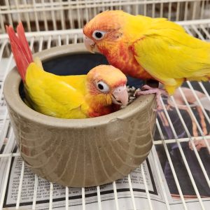 Sun cheek green cheek conure.parrotco.com (3)
