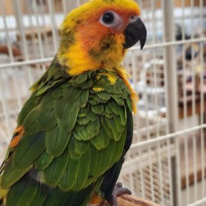 Sun conure parrotco.com (1)