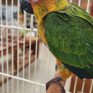 Sun conure parrotco.com (2)