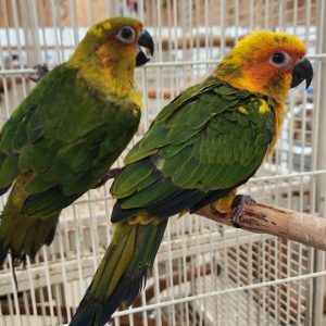 Sun conure parrotco.com