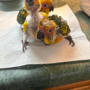 Sun conure
