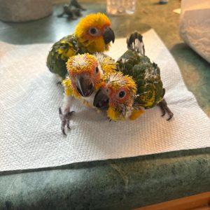 Sun conure