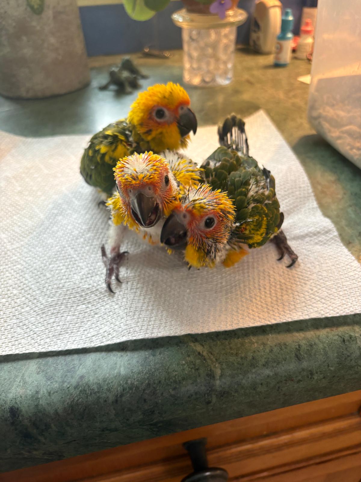Sun conure