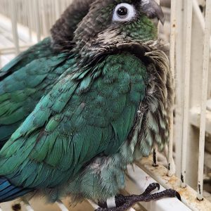 Turquoise green cheek conure parrotco.com 25 1