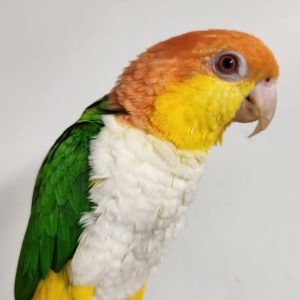 White bellied caique parrotco.com 25 1