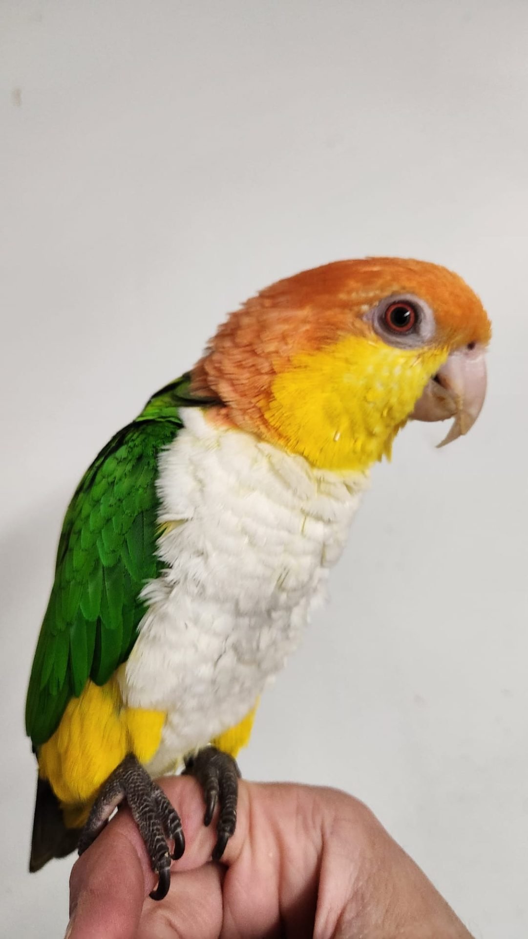 White bellied caique parrotco.com 25 1