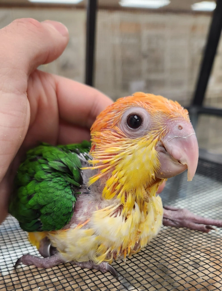 White Bellied Caique - Image 4