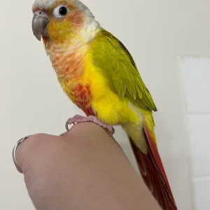 Yellow Sided Cheek Conure