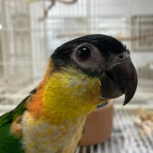 Caique Baby