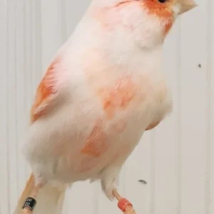 Canary - Red Mosaic
