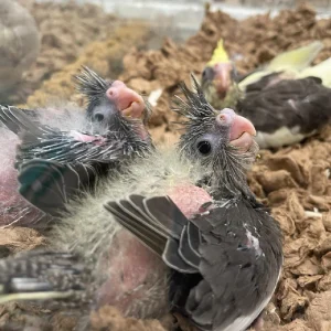 Cockatiel Babies1