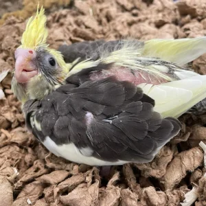 Cockatiel Babies2