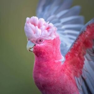 Rose Breasted Cockatoo- Galah