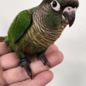 Green Cheek Conure