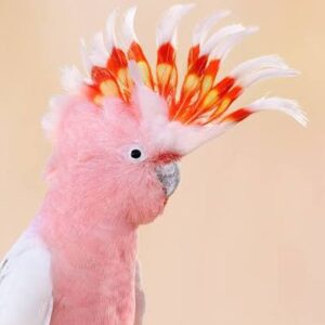 Major Mitchell Cockatoo 