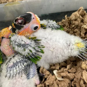 Sun Conure Babies