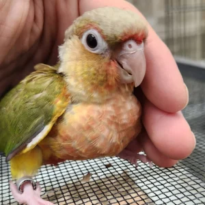Yellow Sided Cheek Conure